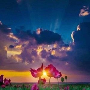 Meet your Posher, Pyper